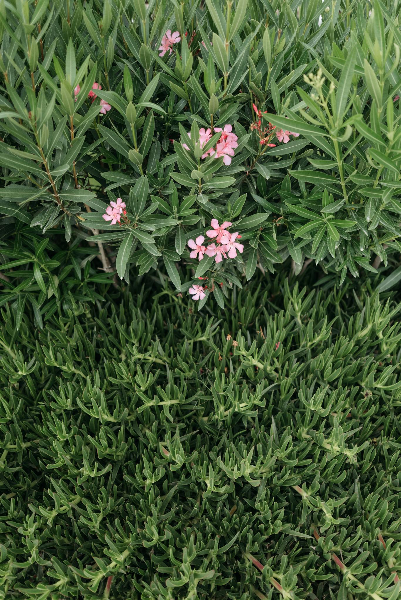 A lush display of green foliage complemented by delicate pink oleander flowers, showcasing nature's beauty.
