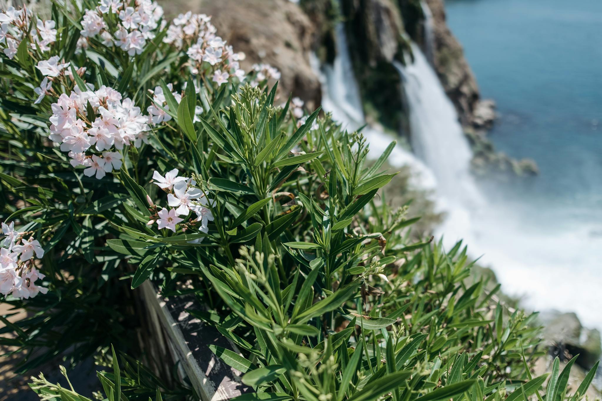 Explore the beauty of nature with lush greenery and white flowers by a cascading waterfall.